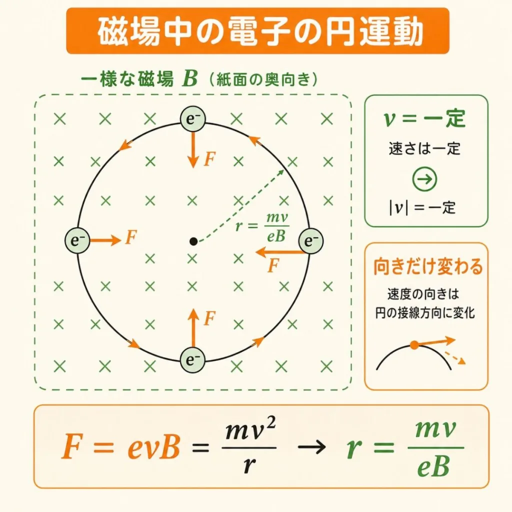 磁場中の電子の円運動。速さは一定で向きだけ変わり、F=evB=mv²/r から半径 r=mv/eB